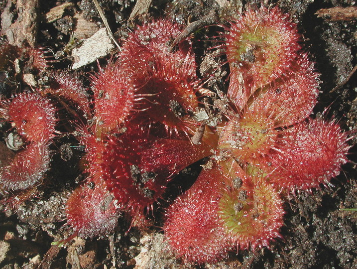 Drosera whittakeri