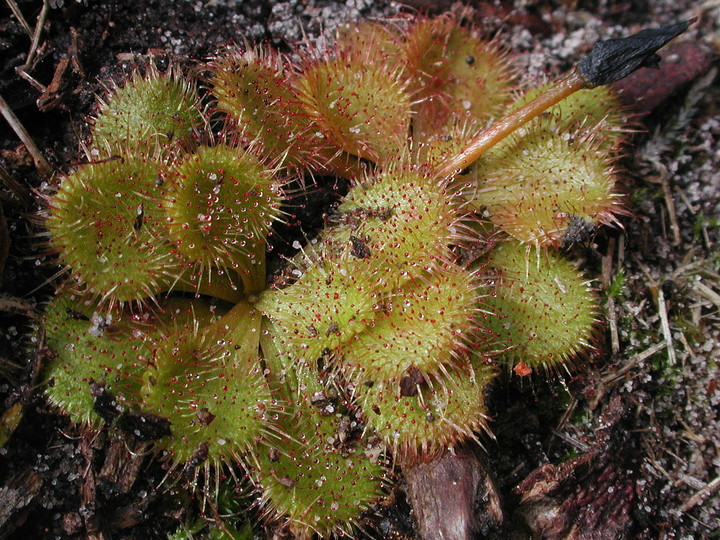 Drosera whittakeri