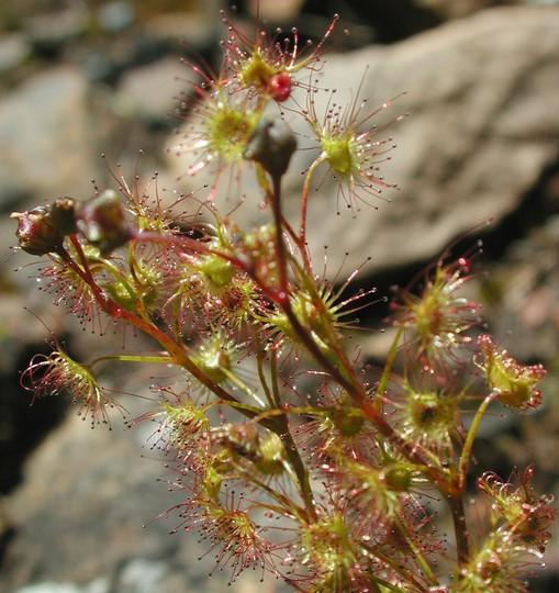 Drosera peltata