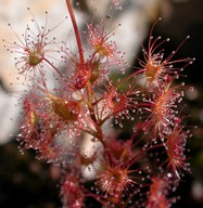 Drosera peltata