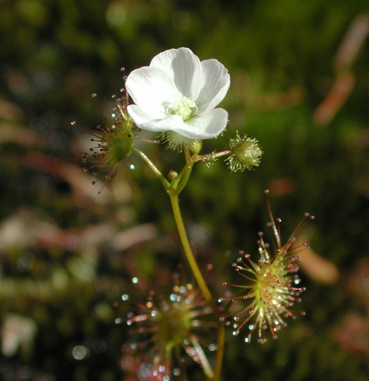 Drosera peltata