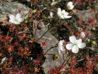 Drosera peltata