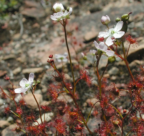 Drosera peltata