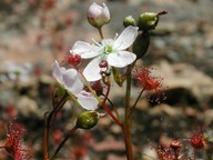 Drosera peltata