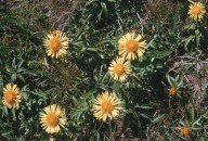 Inula salicina