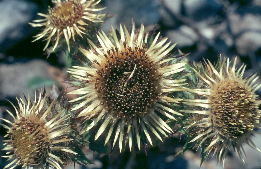 Carlina vulgaris