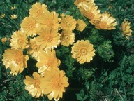 Adonis vernalis