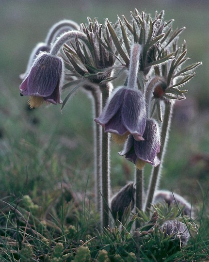 Pulsatilla pratensis