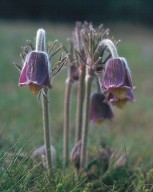 Pulsatilla pratensis