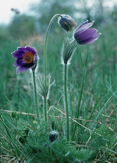 Pulsatilla vulgaris