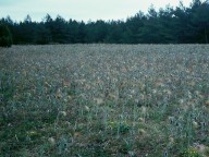 Pulsatilla pratensis