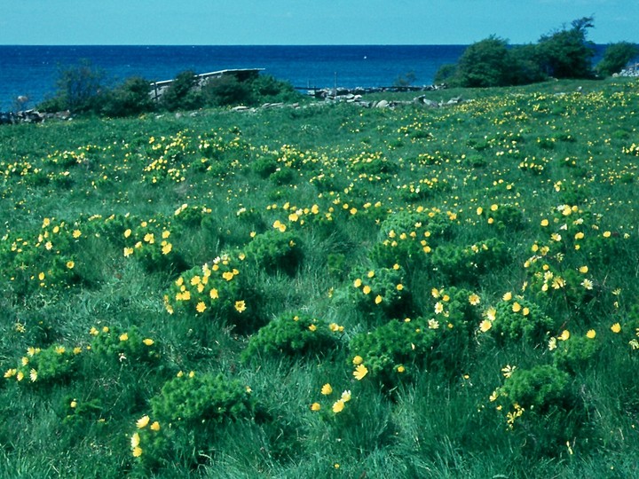 Adonis vernalis