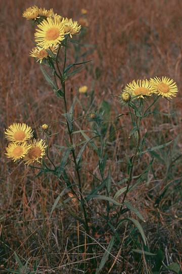 Inula salicina