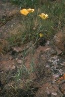 Ranunculus illyricus