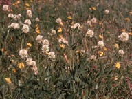 Trifolium montanum