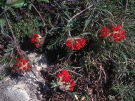 Anthyllis vulneraria