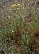 Crepis biennis