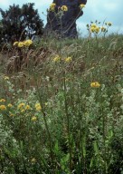 Crepis biennis