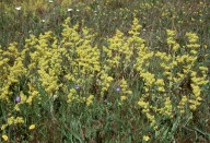 Galium verum