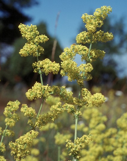 Galium verum