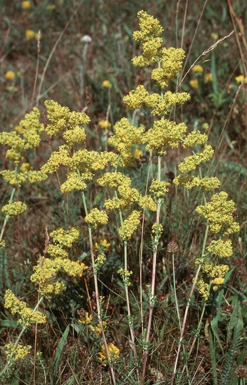 Galium verum