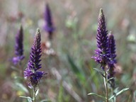 Veronica spicata