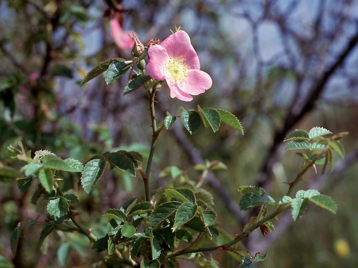 Rosa rubiginosa