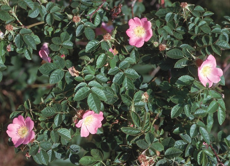 Rosa rubiginosa