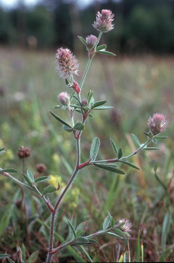 Trifolium arvense