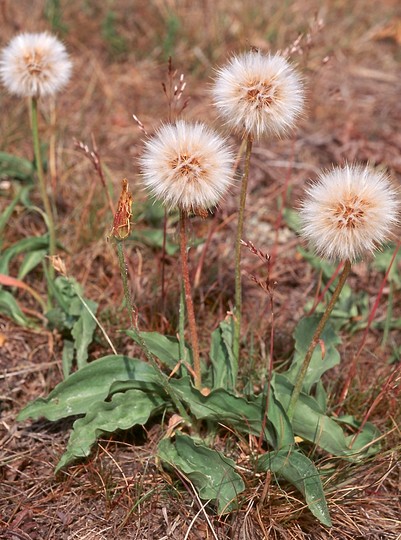 Scorzonera humilis