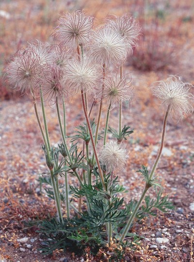 Pulsatilla pratensis