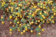 Trifolium campestre