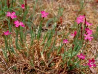 Dianthus deltoides