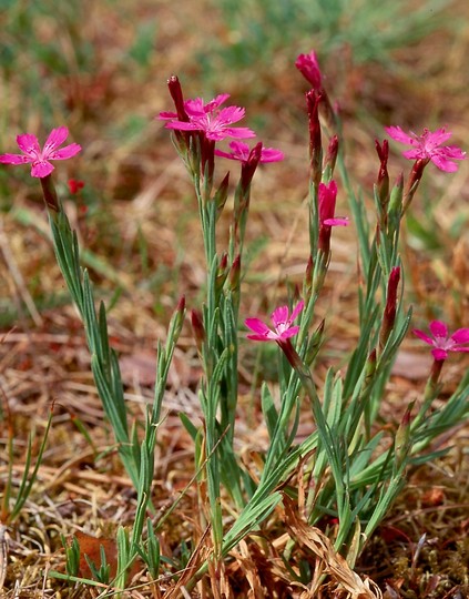 Dianthus deltoides