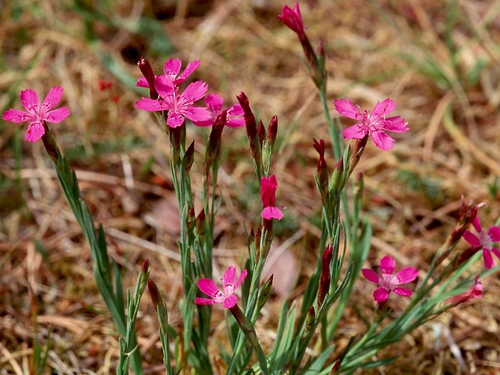 Dianthus deltoides