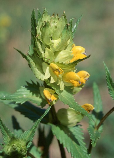 Rhinanthus serotinus