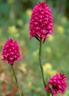 Anacamptis pyramidalis