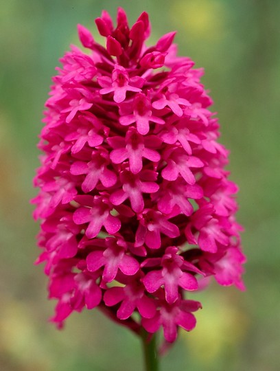 Anacamptis pyramidalis