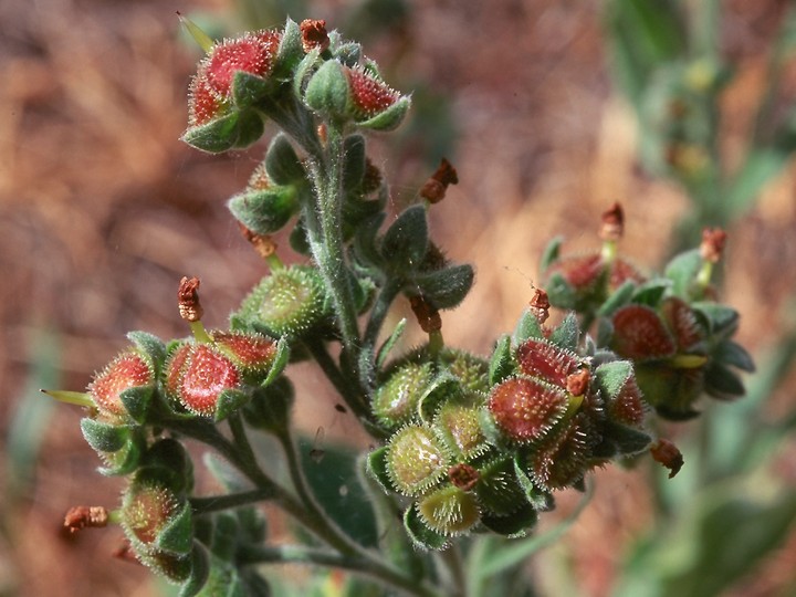 Cynoglossum officinale