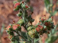 Cynoglossum officinale