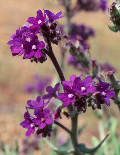 Anchusa officinalis