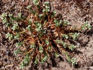 Scleranthus perennis