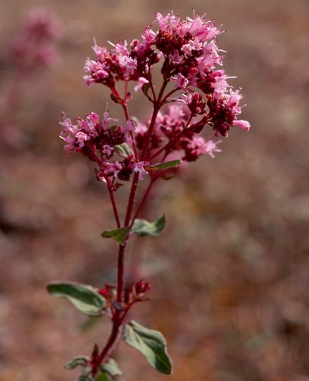 Origanum vulgare