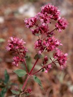 Origanum vulgare