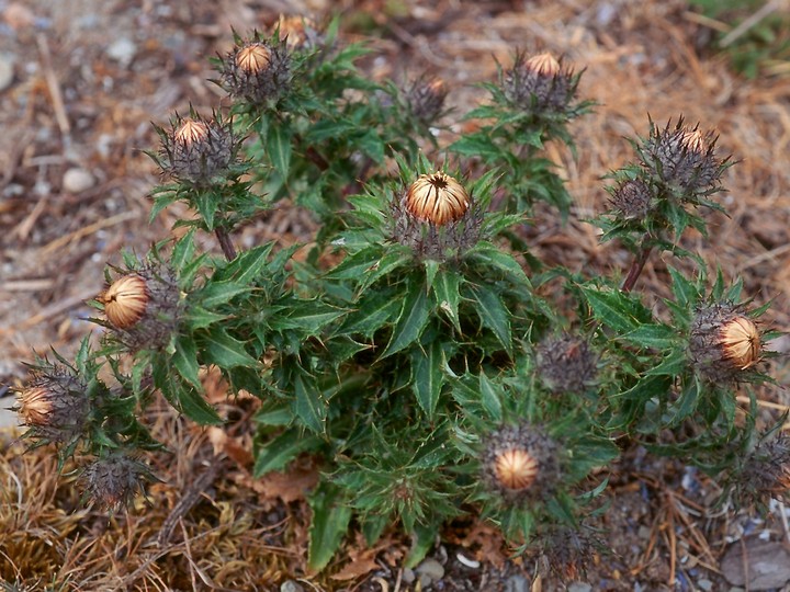 Carlina vulgaris