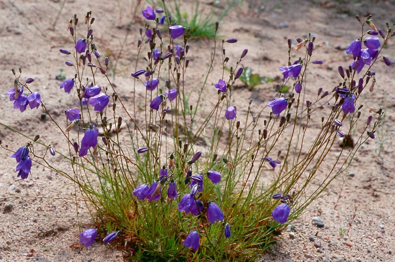 Campanula rotundifolia