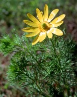 Adonis vernalis