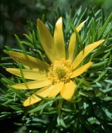 Adonis vernalis