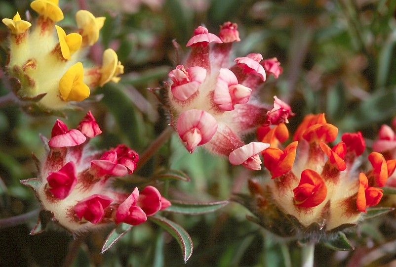 Anthyllis vulneraria