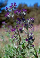 Anchusa officinalis